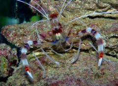  Animals Crevette stenopus dans mon aquarium