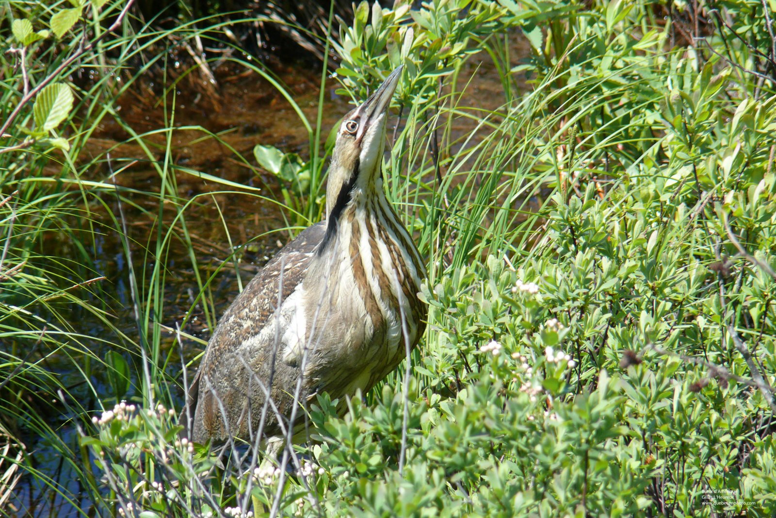 Fonds d'cran Animaux Oiseaux - Butor d'Amrique Butor d'Amrique