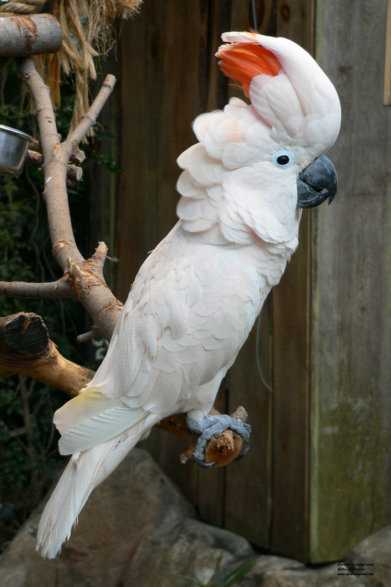 Fonds d'cran Animaux Oiseaux - Cacatoes Oiseaux/Cacatoès à huppe rouge