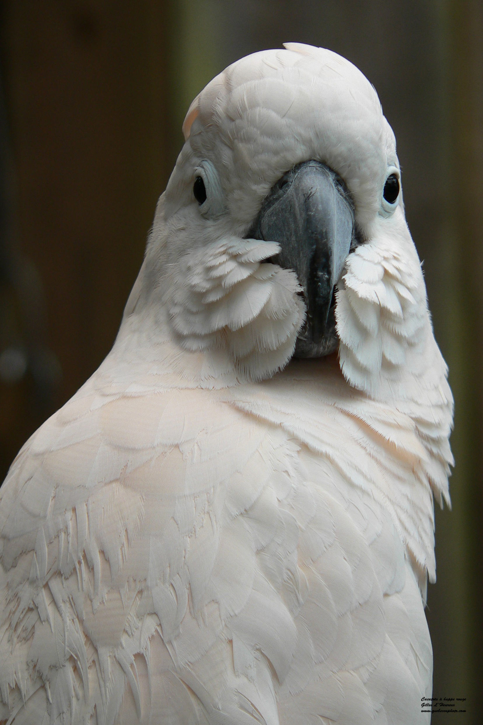 Fonds d'cran Animaux Oiseaux - Cacatoes Oiseaux/Cacatoès à huppe rouge