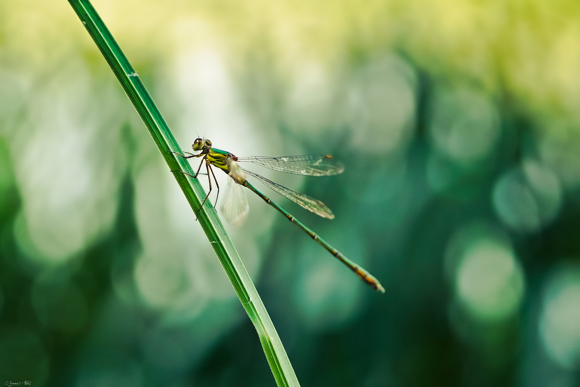 Fonds d'cran Animaux Insectes - Libellules Dragonfly of Metal