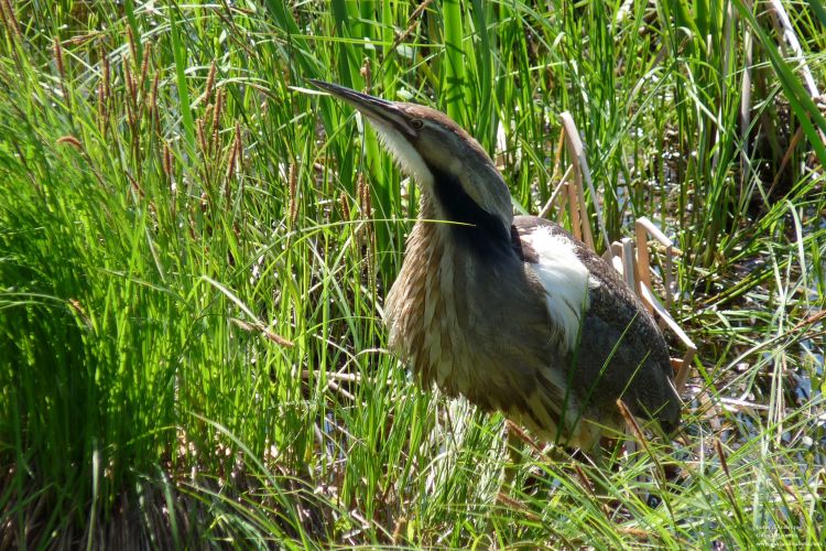 Wallpapers Animals Oiseaux - Butor d'Amrique Butor d'Amrique