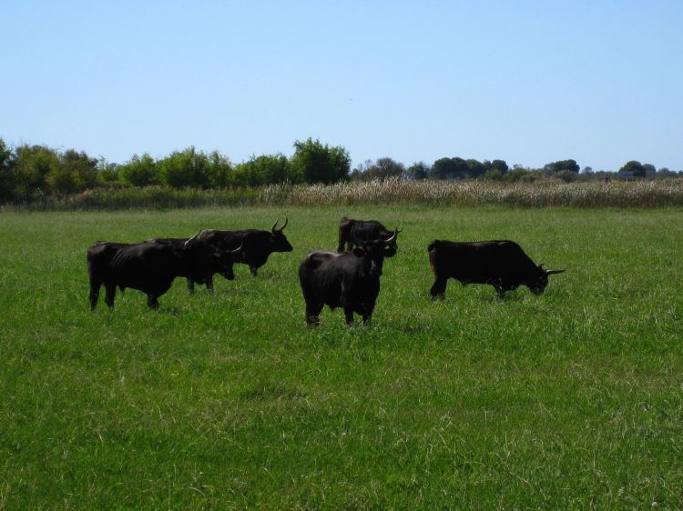 Fonds d'cran Animaux Vaches - Taureaux - Boeufs Wallpaper N316249