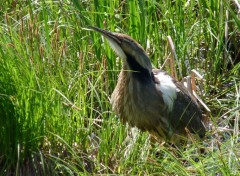  Animals Butor d'Amrique