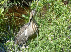  Animaux Butor d'Amrique