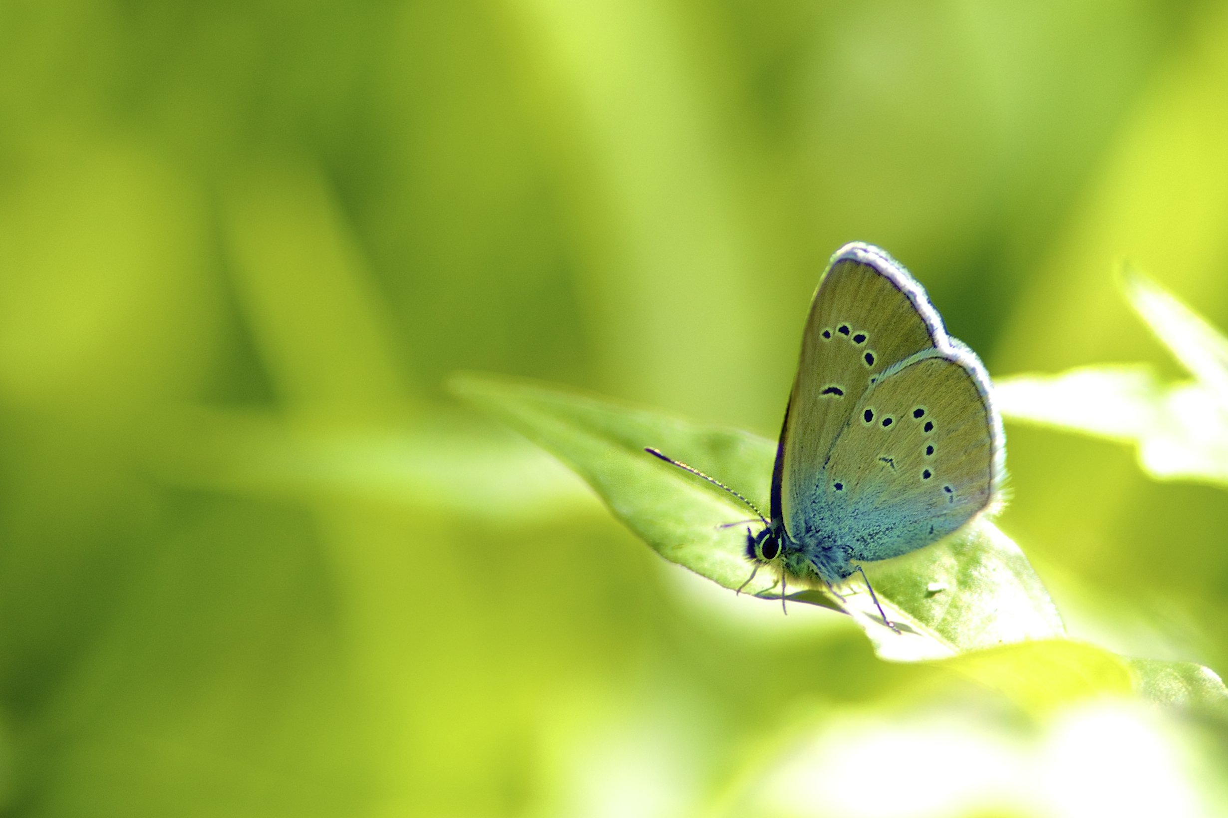 Wallpapers Animals Insects - Butterflies Small Blue