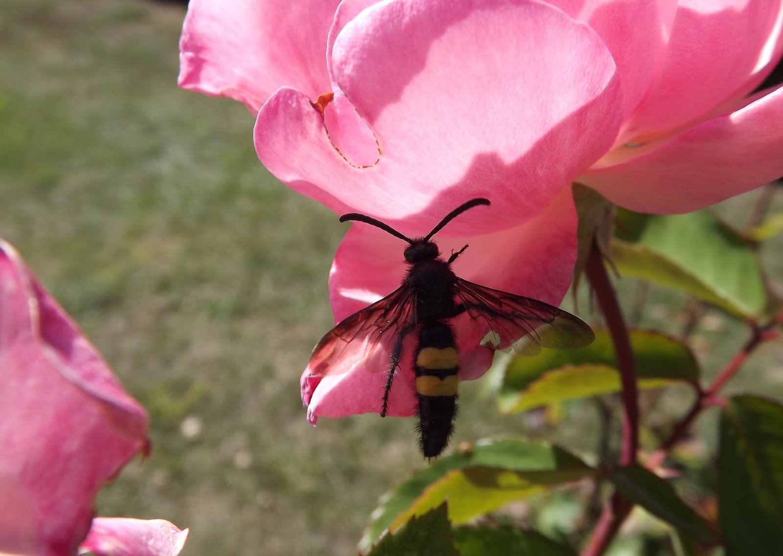 Fonds d'cran Animaux Insectes - Abeilles Gupes ... les abeilles