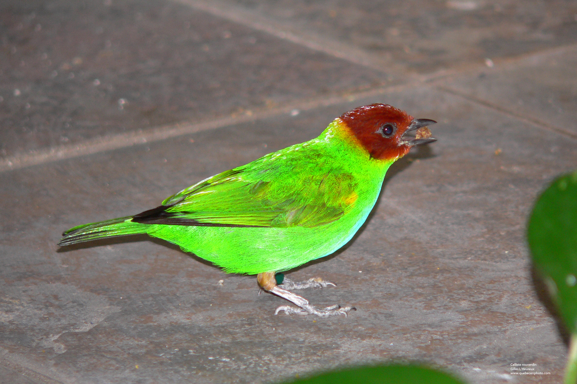 Fonds d'cran Animaux Oiseaux - Callistes Calliste rouverdin