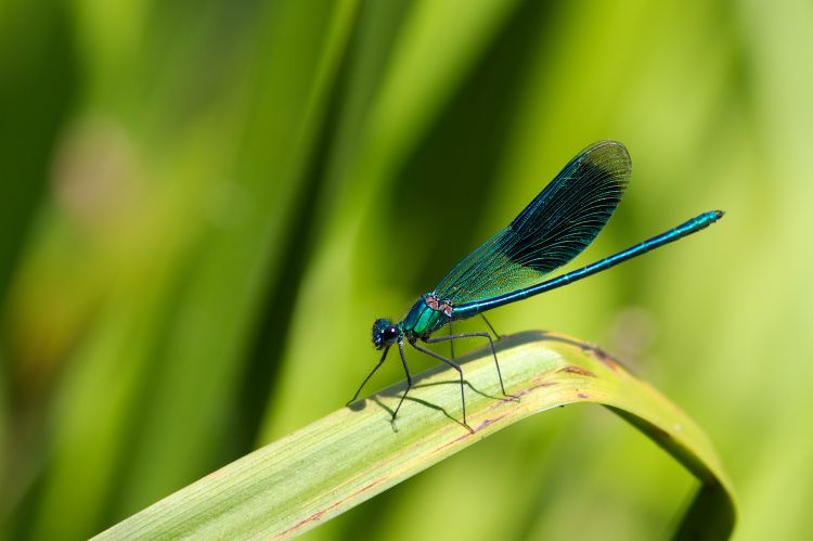 Fonds d'cran Animaux Insectes - Libellules La fe des marcages