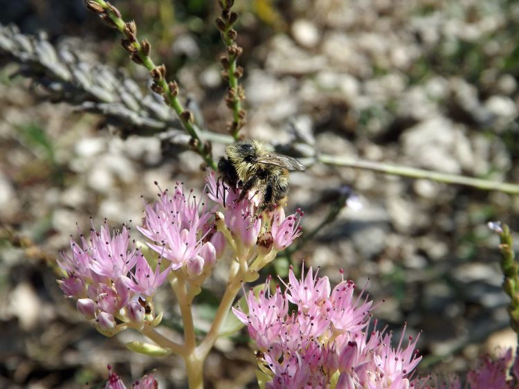 Fonds d'cran Animaux Insectes - Abeilles Gupes ... les abeilles