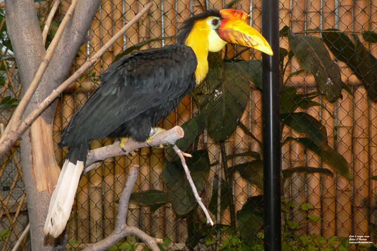 Fonds d'cran Animaux Oiseaux - Calaos Calao  casque rouge