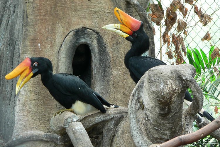 Wallpapers Animals Birds - Calaos Calao rhinocros