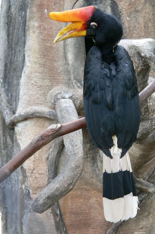 Fonds d'cran Animaux Oiseaux - Calaos Calao rhinocros