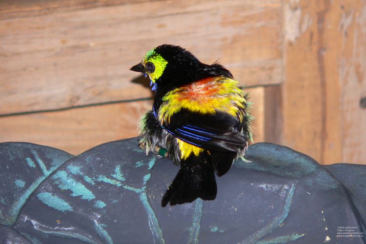 Fonds d'cran Animaux Oiseaux - Callistes Calliste septicolore