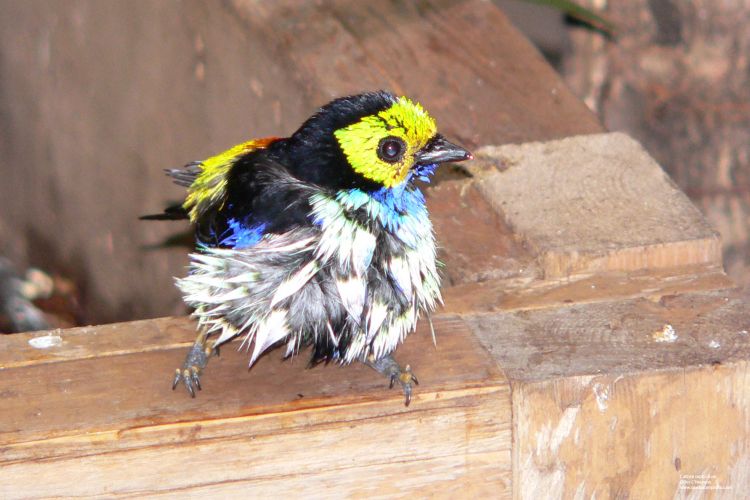 Fonds d'cran Animaux Oiseaux - Callistes Calliste septicolore