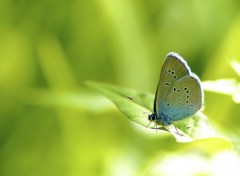  Animaux Small Blue