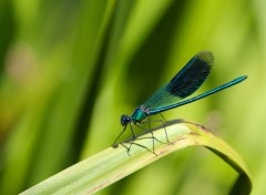  Animaux La fe des marcages