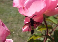  Animaux les abeilles