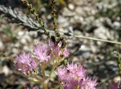  Animaux les abeilles