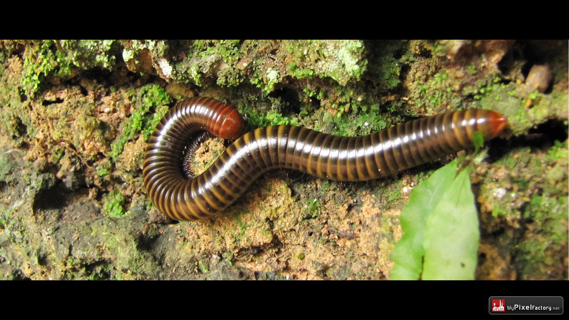 Fonds d'cran Animaux Insectes - Mille-pattes Un mille-pattes cambodgien