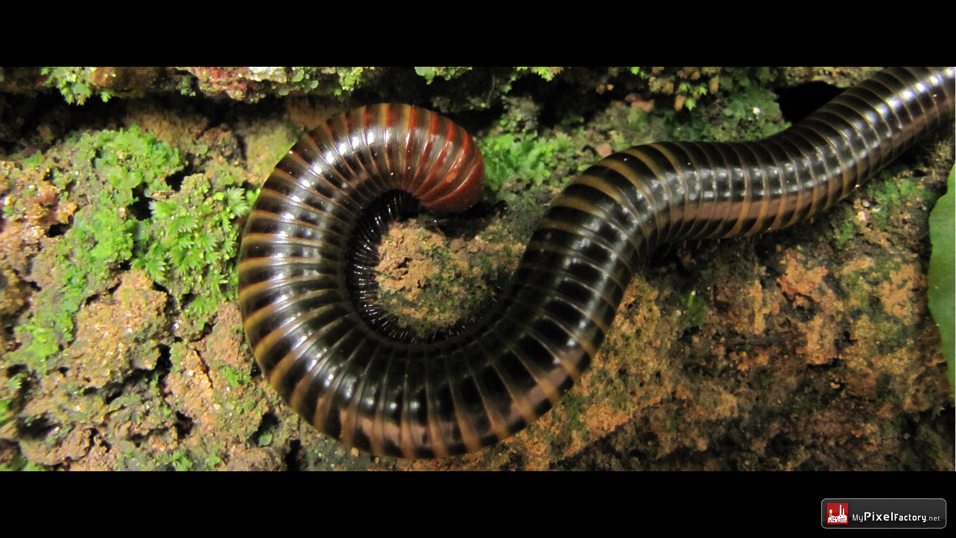 Fonds d'cran Animaux Insectes - Mille-pattes Un mille-pattes cambodgien