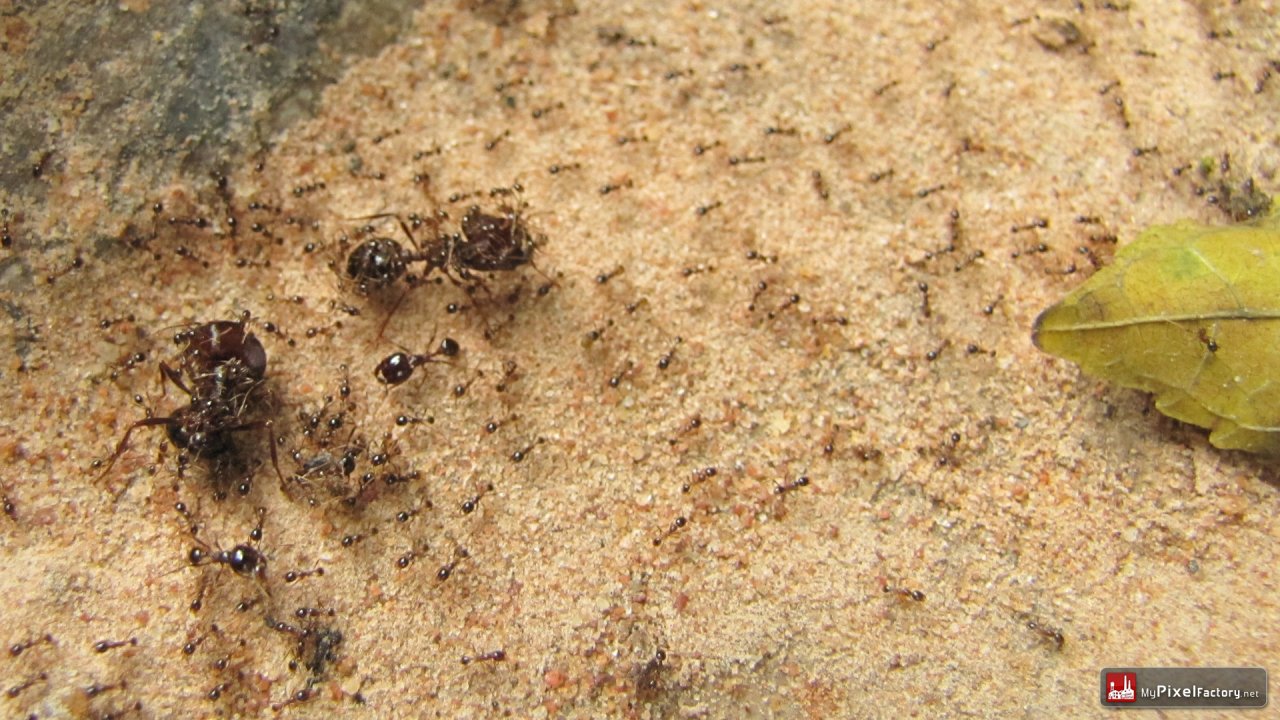 Fonds d'cran Animaux Insectes - Fourmis Ants wars