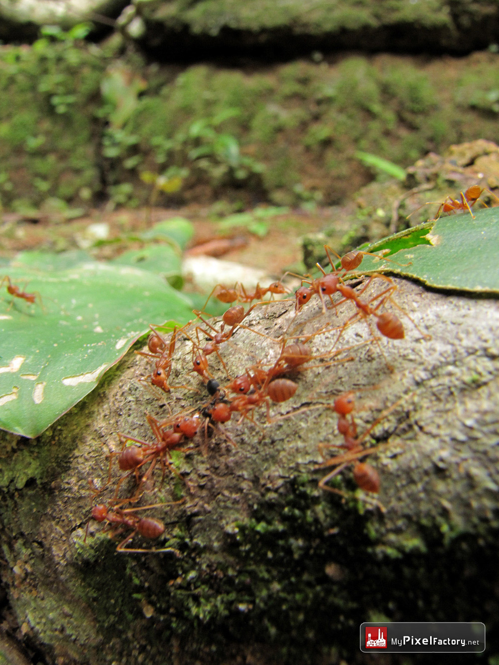 Fonds d'cran Animaux Insectes - Fourmis Ants wars