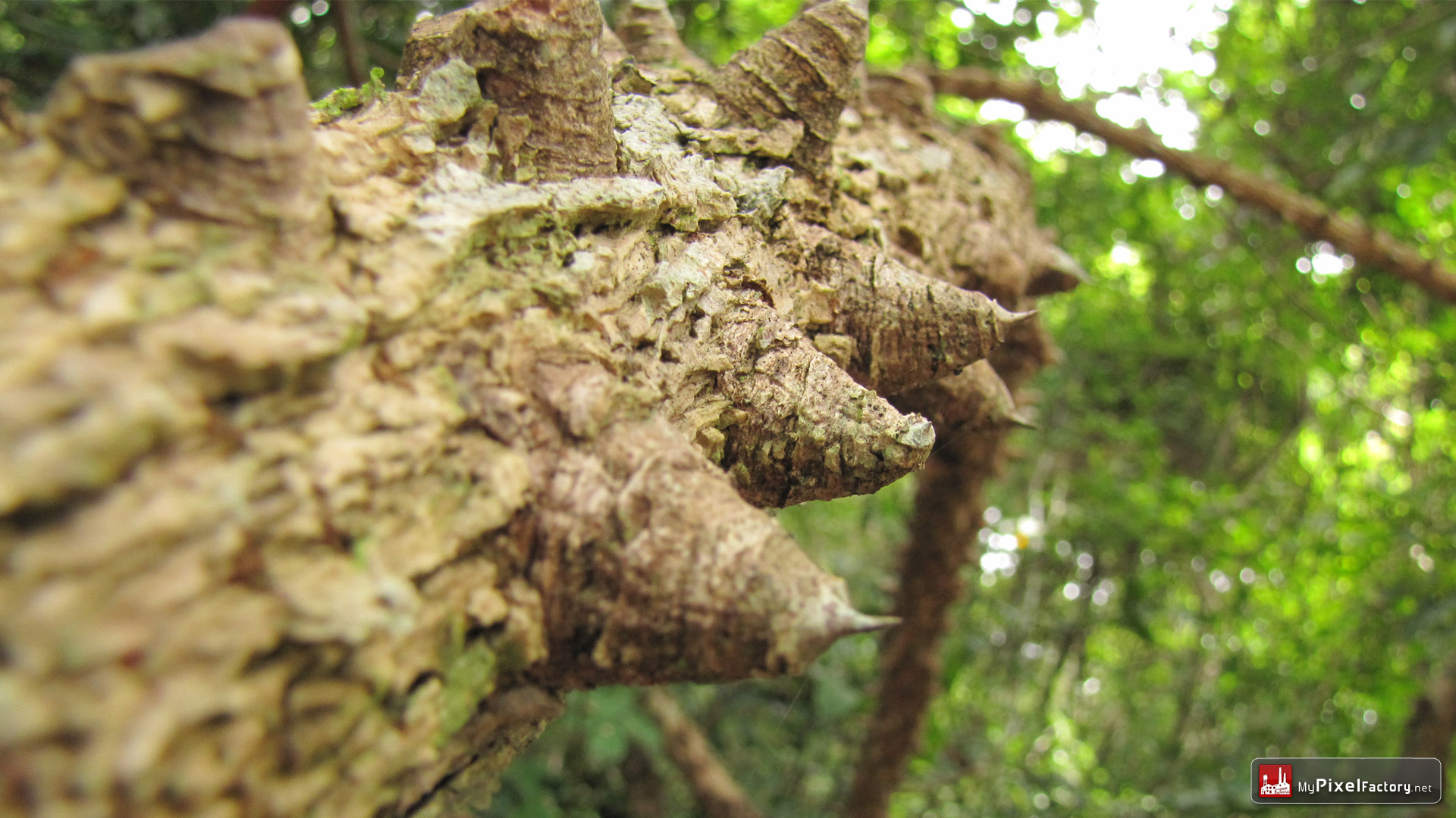 Fonds d'cran Nature Arbres - Forts Ronces "géantes"