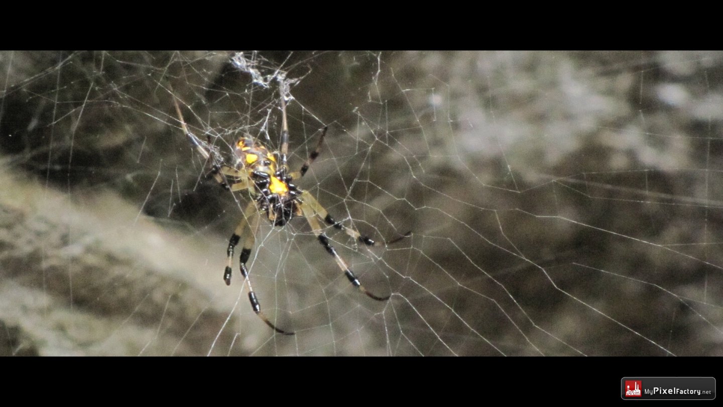 Wallpapers Animals Spiders petites araignées cambodgiennes