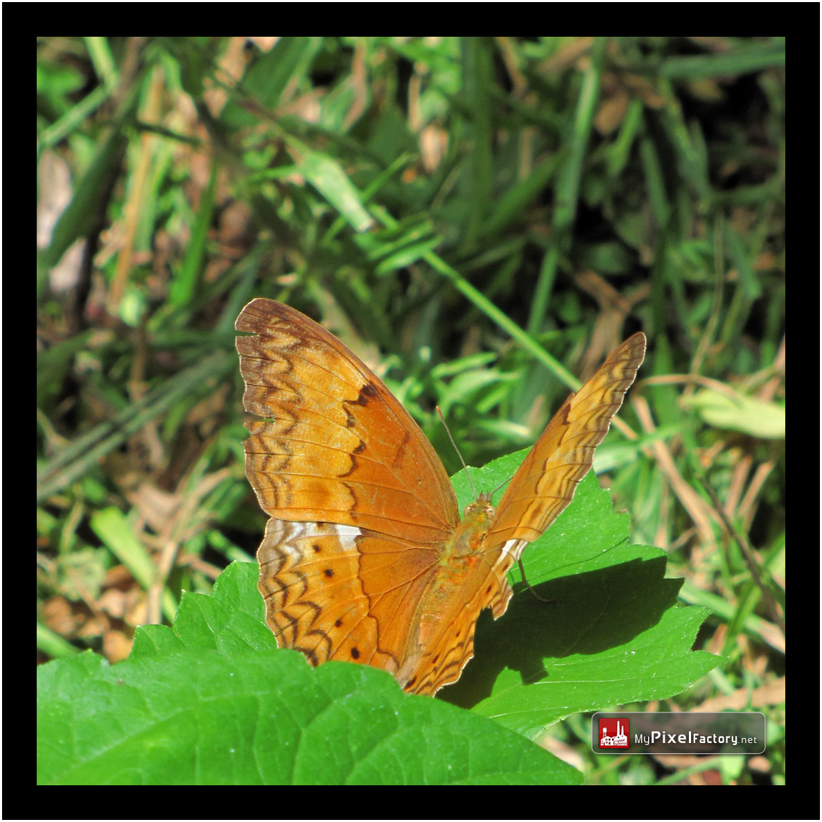 Wallpapers Animals Insects - Butterflies quelques papillons cambodgiens