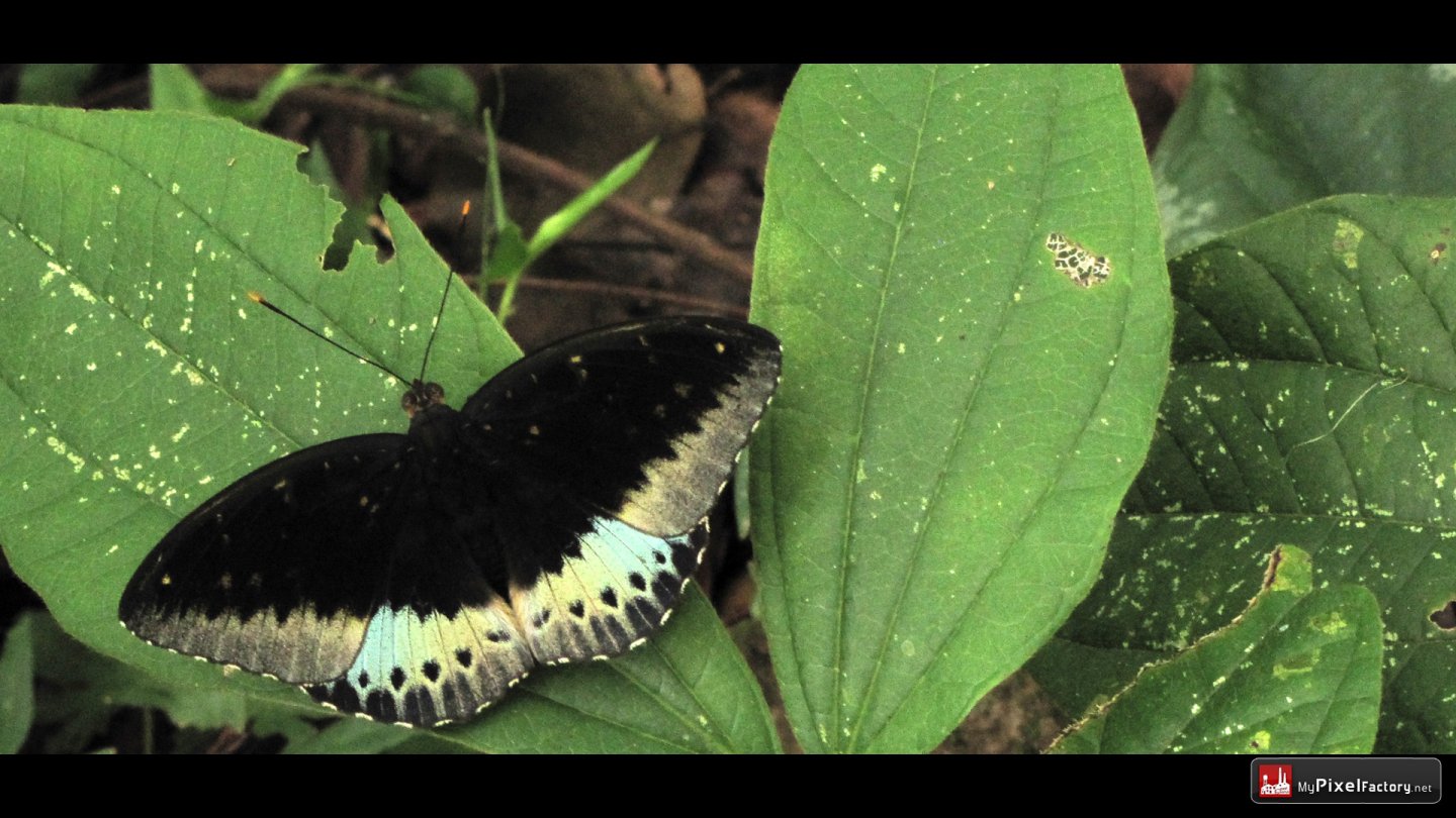 Fonds d'cran Animaux Insectes - Papillons quelques papillons cambodgiens