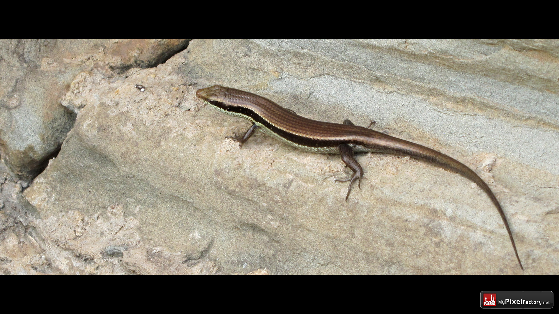 Fonds d'cran Animaux Lzards - Iguanes Lezard cambodgiens