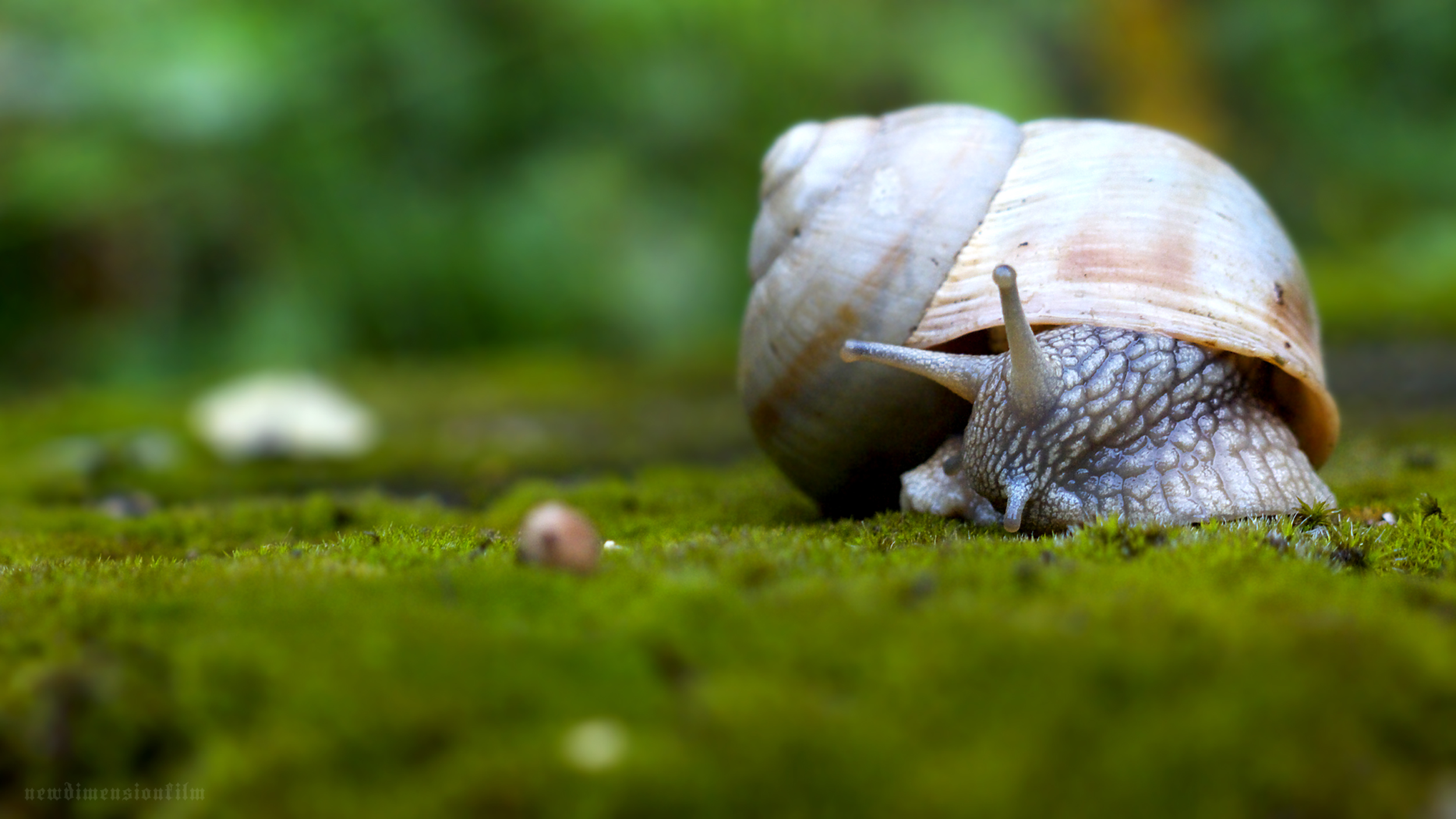 Wallpapers Animals Snails - Slugs petit-djeuner dans la mousse.