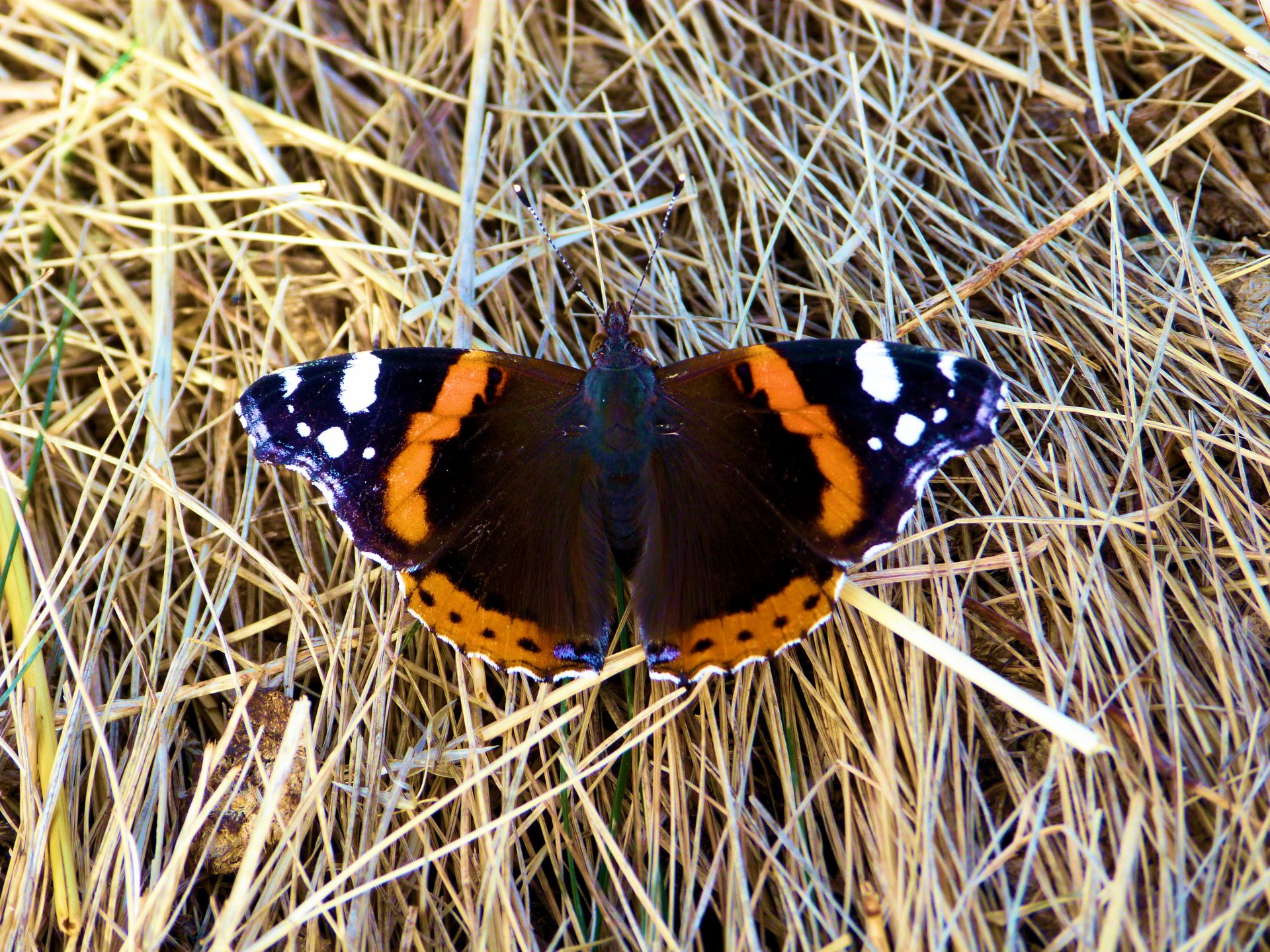 Fonds d'cran Animaux Insectes - Papillons 