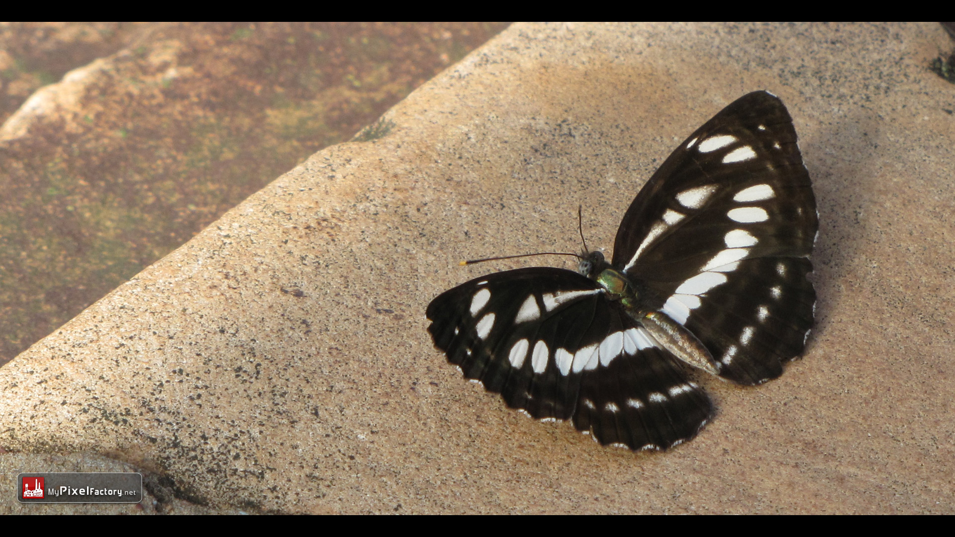 Fonds d'cran Animaux Insectes - Papillons papillon cambodgien