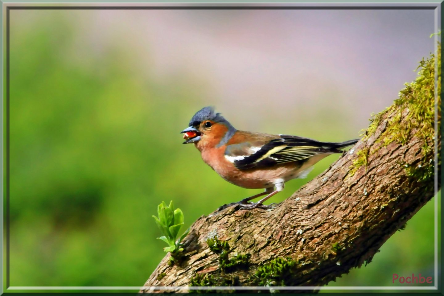 Wallpapers Animals Birds - Misc 