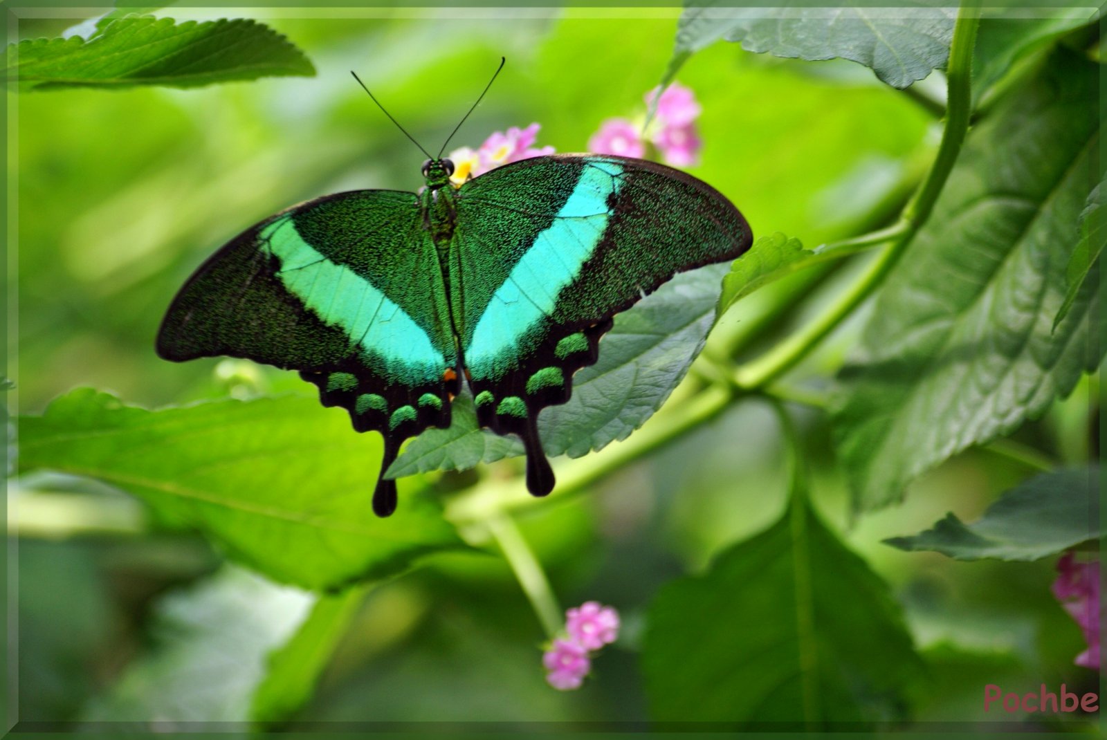 Fonds d'cran Animaux Insectes - Papillons 