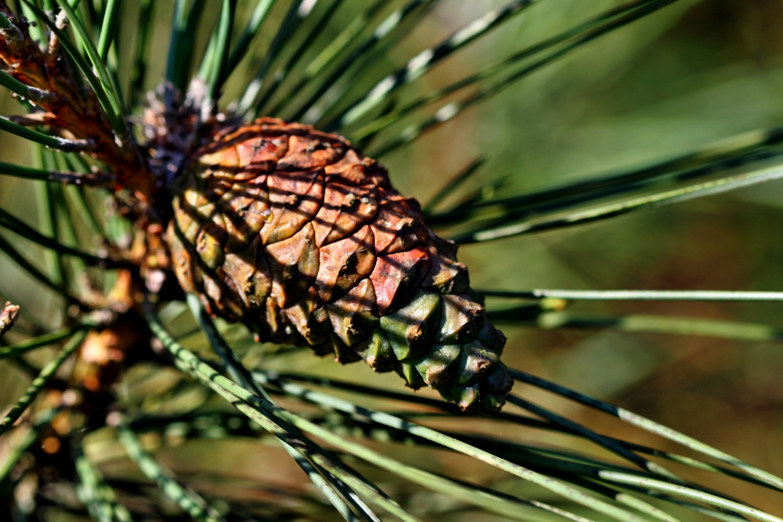 Wallpapers Nature Leaves - Foliage 