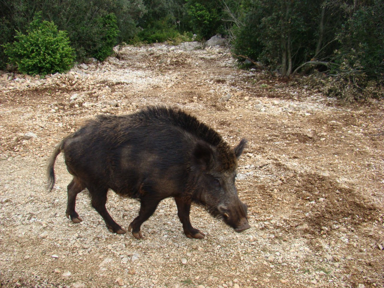 Fonds d'cran Animaux Sangliers - Phacochres rencontre insolite en rando dans le Gard