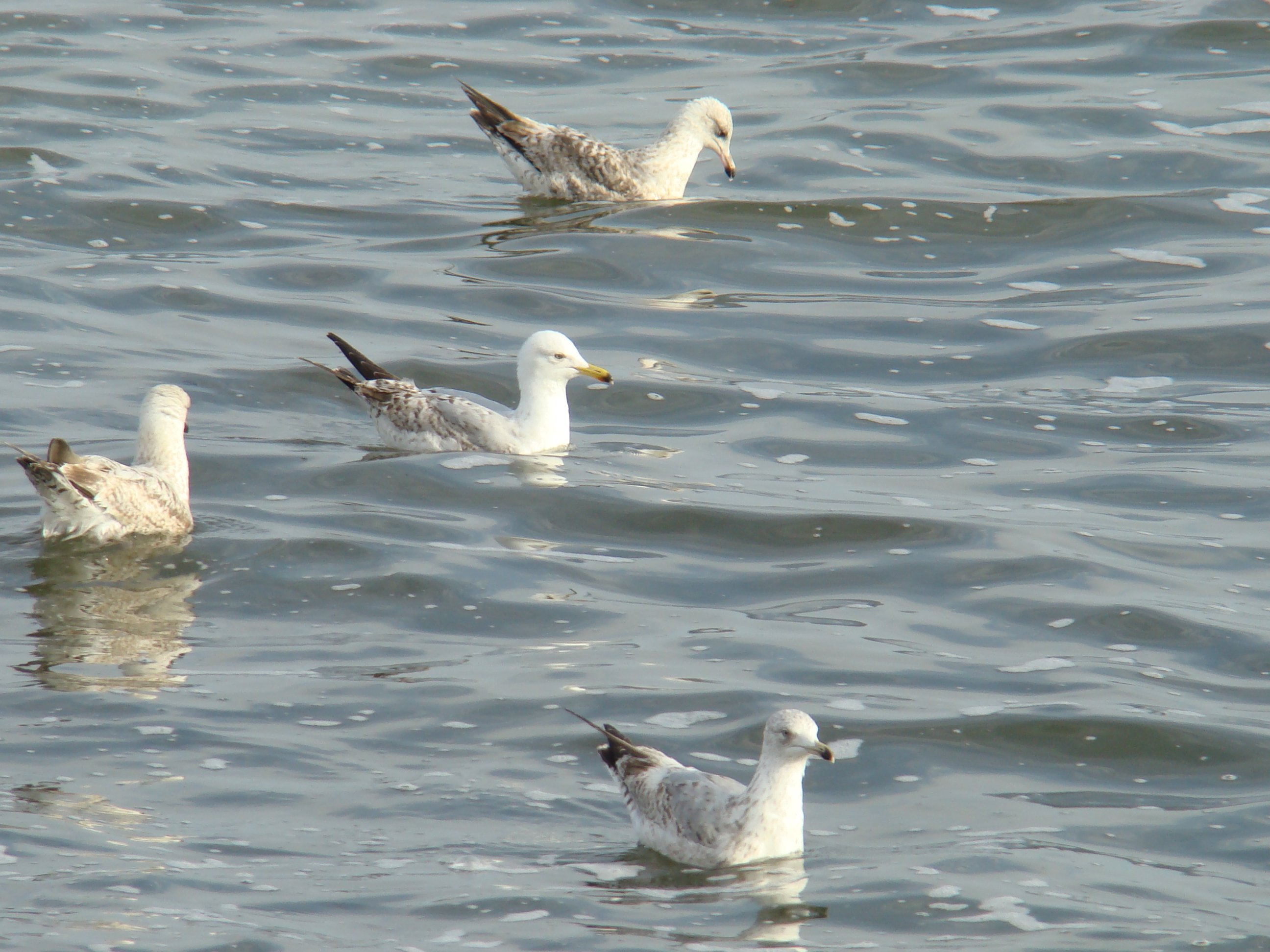 Wallpapers Animals Birds - Gulls le long des côtes bretonnes