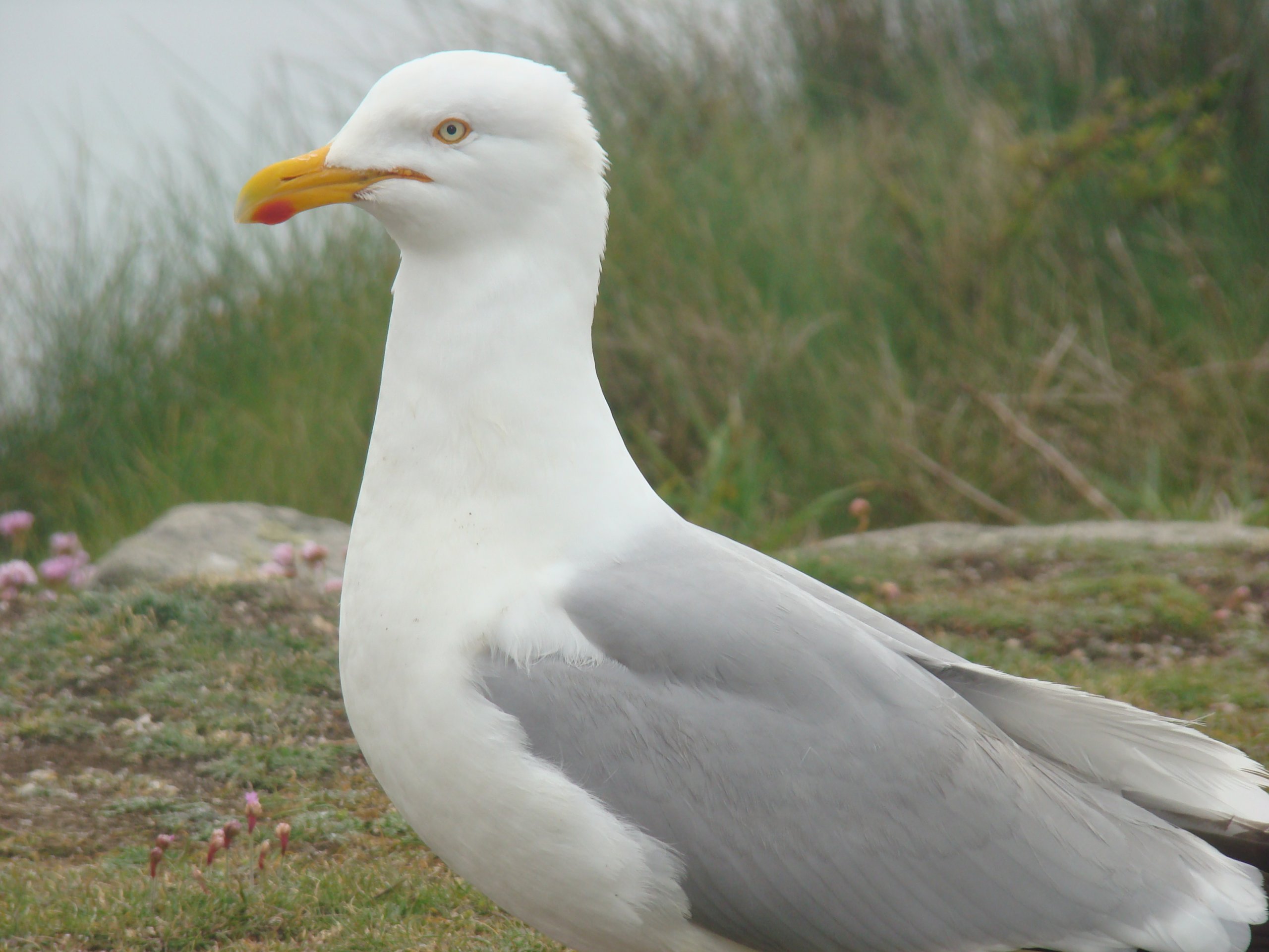 Fonds d'cran Animaux Oiseaux - Mouettes et Golands le long des côtes bretonnes