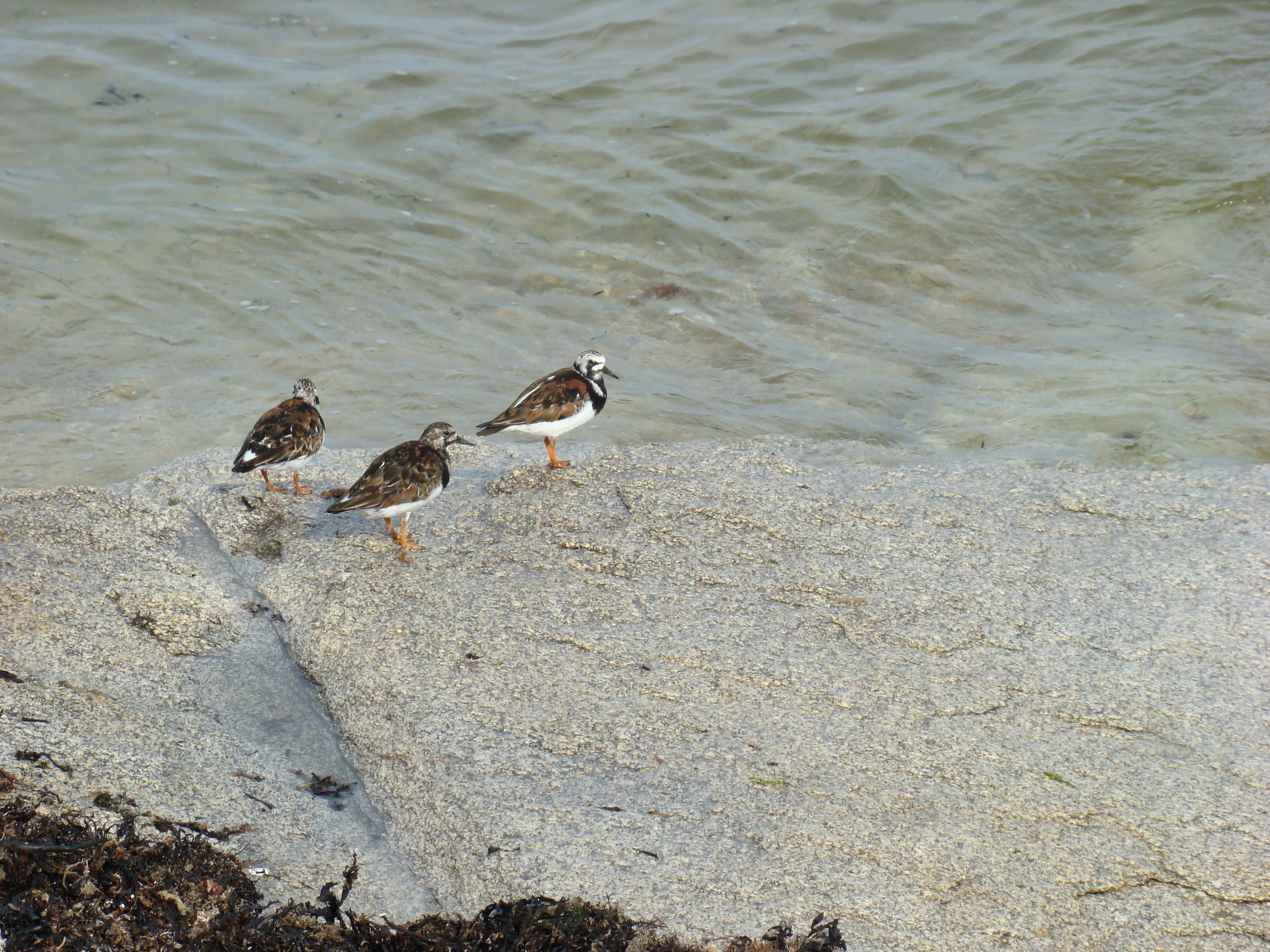 Wallpapers Animals Birds - Misc le long des ctes bretonnes