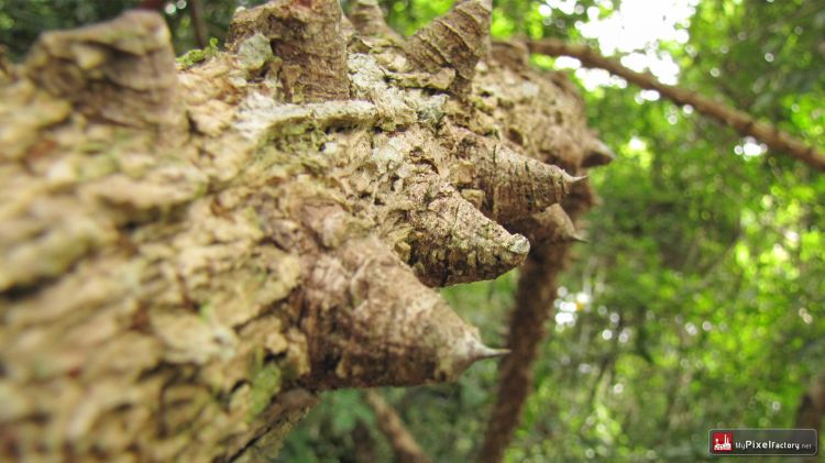 Fonds d'cran Nature Arbres - Forts Ronces "géantes"