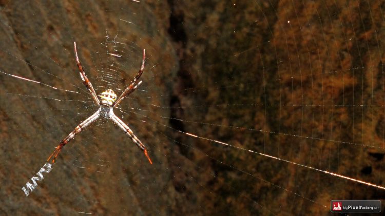 Fonds d'cran Animaux Araignes petites araignées cambodgiennes