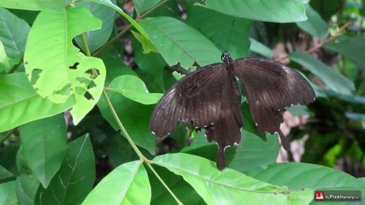 Wallpapers Animals Insects - Butterflies quelques papillons cambodgiens