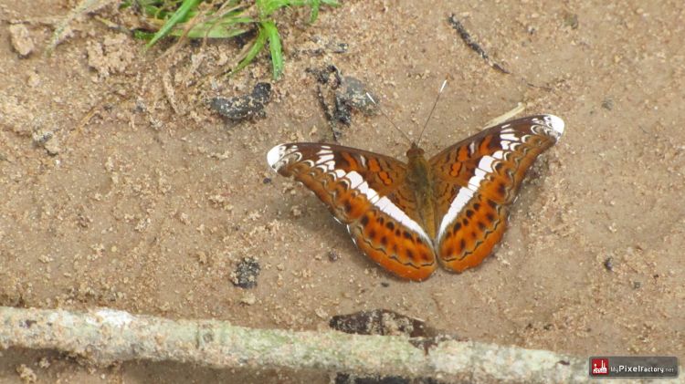 Fonds d'cran Animaux Insectes - Papillons quelques papillons cambodgiens