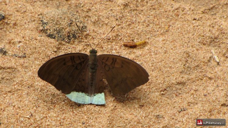 Wallpapers Animals Insects - Butterflies quelques papillons cambodgiens