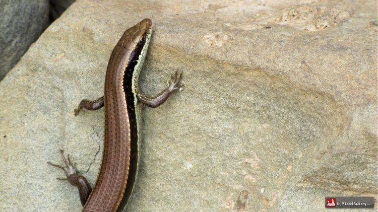 Fonds d'cran Animaux Lzards - Iguanes Lezard cambodgiens