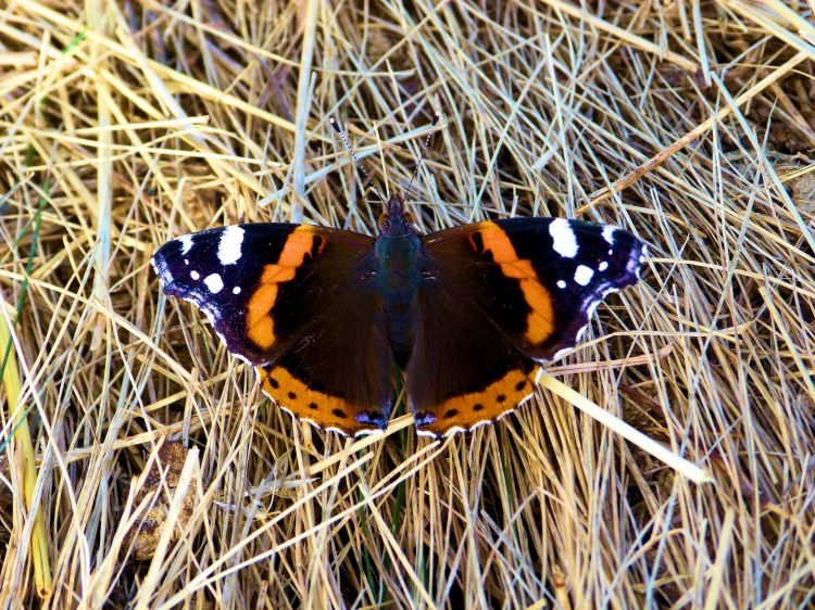 Fonds d'cran Animaux Insectes - Papillons Wallpaper N316453