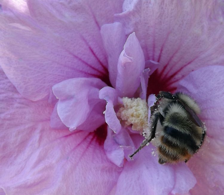 Fonds d'cran Animaux Insectes - Abeilles Gupes ... A la quête du pollen